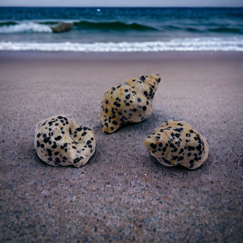 Dalmatian Sea Snail