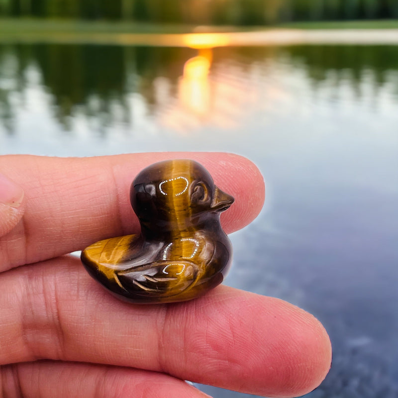 Tiger Eye Duck