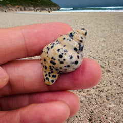 Dalmatian Sea Snail